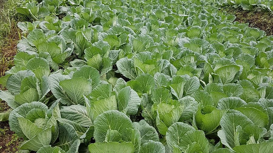 A close-up view of leafy green vegetables, their textures and vibrant shades captured in detail, growing abundantly in a cultivated field, highlighting the richness of the land