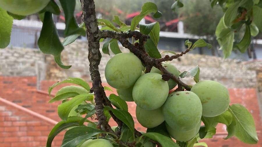 Green plums, still developing and slightly tart, grow on a tree branch with a rustic brick wall in the background, highlighting the beauty of nature in an unexpected setting