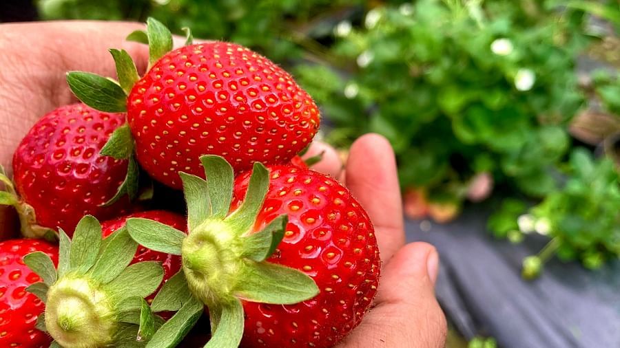 A gentle hand cradles a handful of ripe strawberries, their vibrant red color and juicy appearance inviting a taste of summer's sweetness