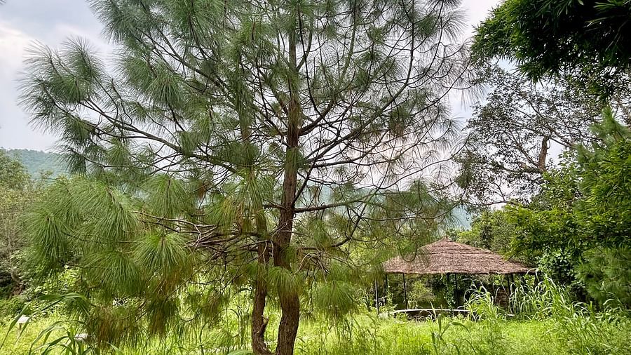 Surya Bagh - Landscape -13