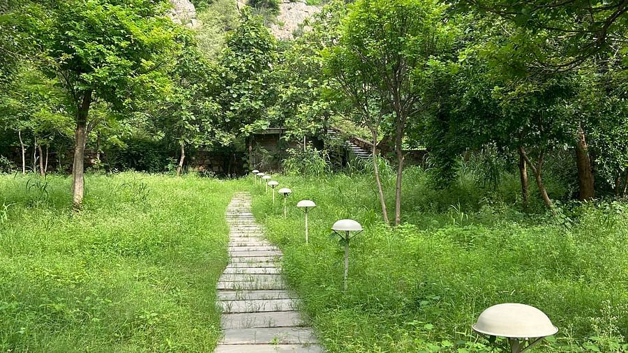 Surya Bagh - Landscape -15