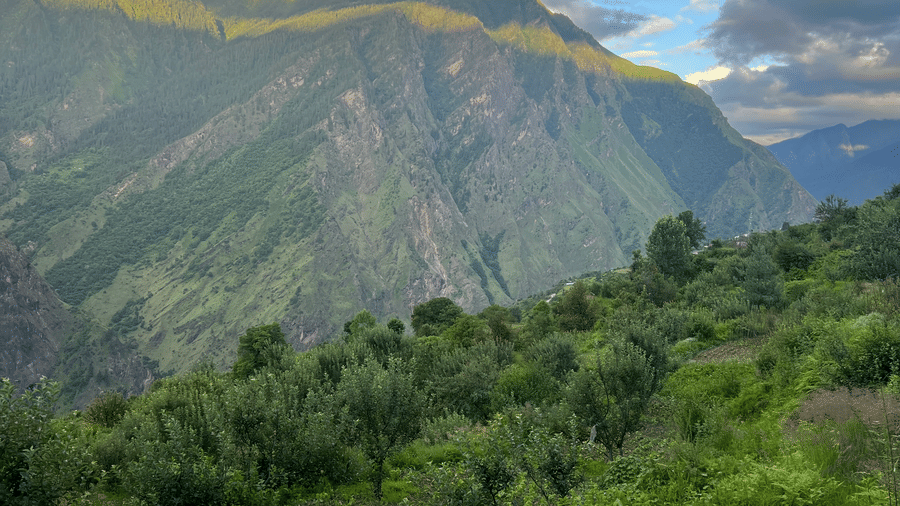 Terraced hillside with trees and clouds covering the mountain peak at Faraway Cottages, Auli. Mumbai to Auli is a lengthy trip, but it is worth-it for the views.
