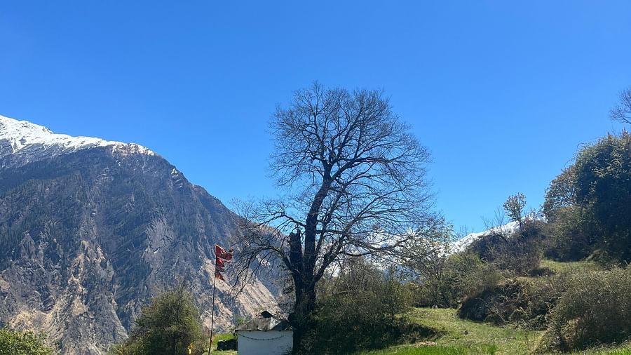 Image of a field with green plantations and mountians in the background | Faraway Cottages, Auli
