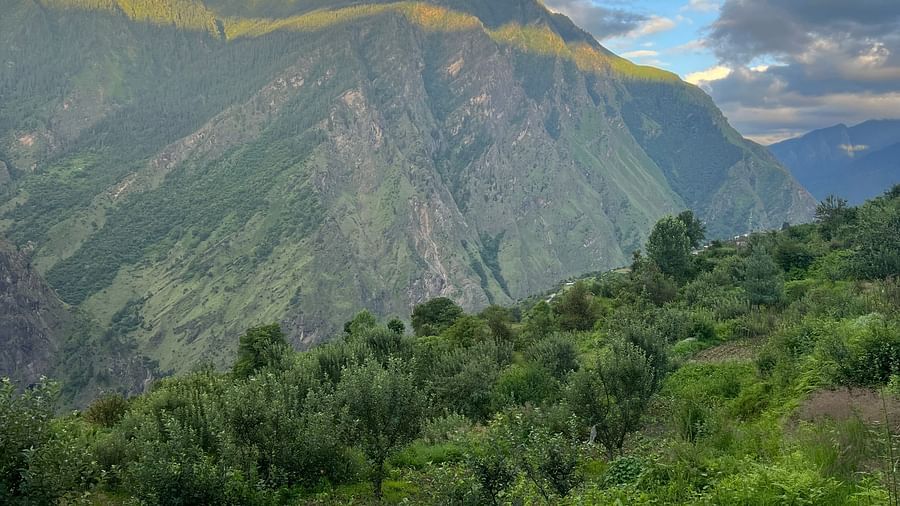 Image of lush forests with mountains in the background | Faraway Cottages, Auli