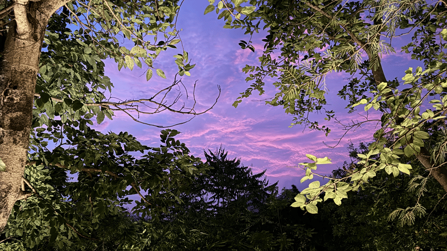 Nature-4
