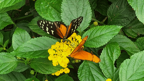 A detailed close-up shot displays a single patterned butterfly, clustered flowers, and green leaves growing together in a garden.