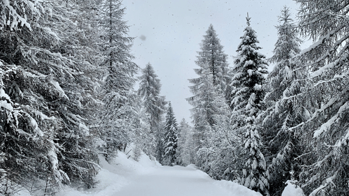 Snow filled pathway and snow covered trees in Solan