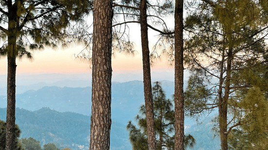 Mountain view of Kasauli with tall pine trees overlooking rolling hills under a clear evening sky.