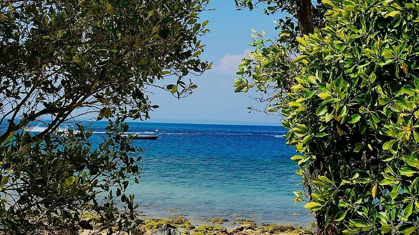 view of the see in the distance with plants in the foreground