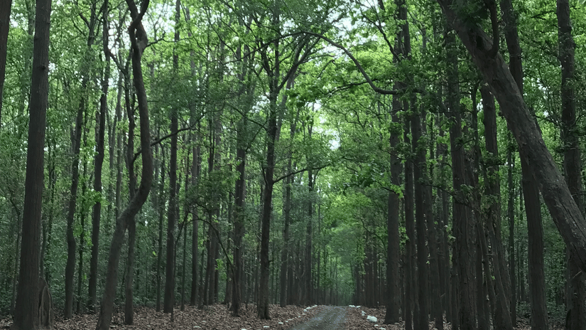 Forest path carpeted with dry leaves, surrounded by tall green trees forming a dense canopy under soft natural light
