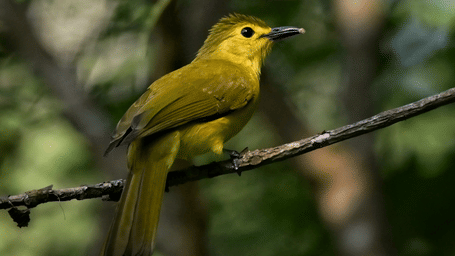 Yellow Browed Bulbul
