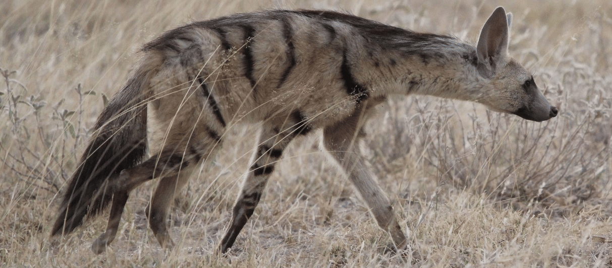 Aardwolf