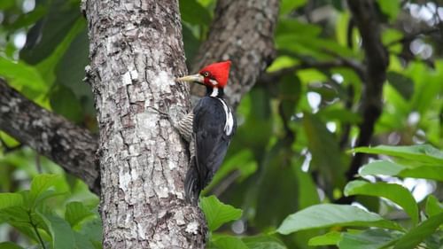 Woodpecker in its natural habitat- Offbeat places in Nainital