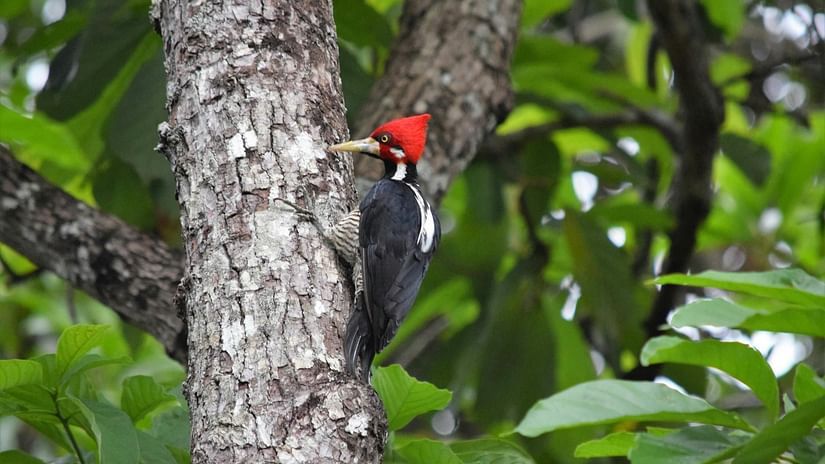 Woodpecker in its natural habitat- Offbeat places in Nainital