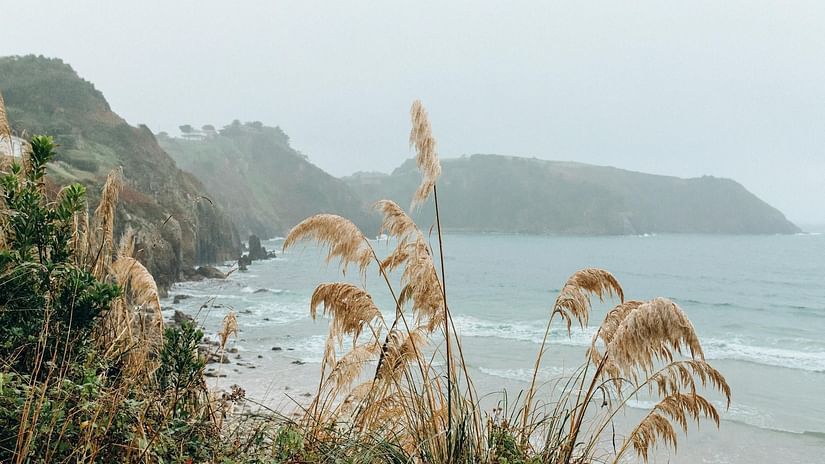 A coastal scene with tall grasses in the foreground, overlooking a beach and ocean with hills in the distance.