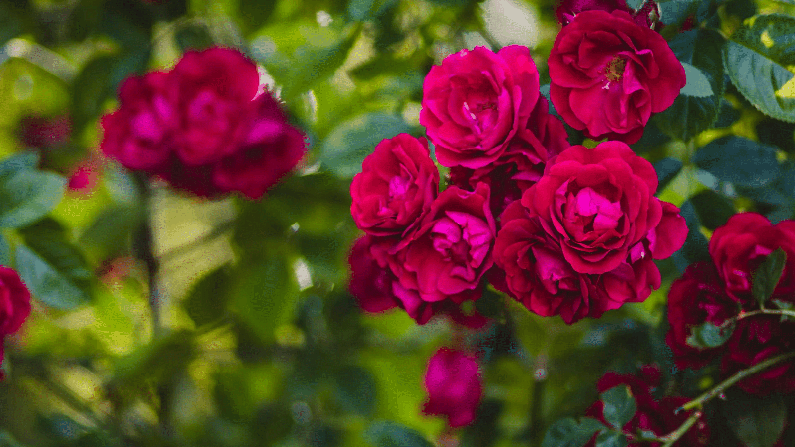 Image of a bunch of roses with surrounded by leaves.