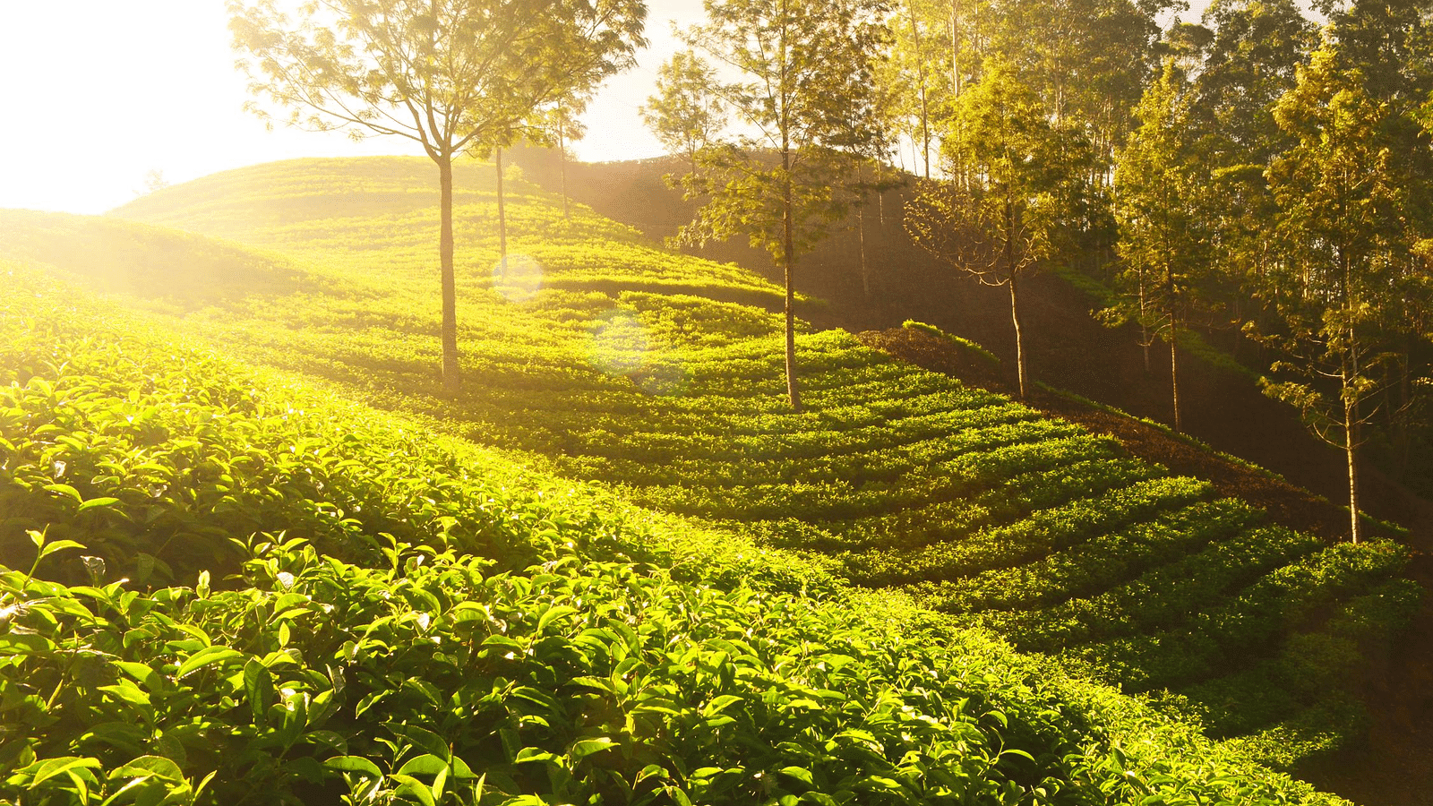 Image of a tea garden with trees in the background.