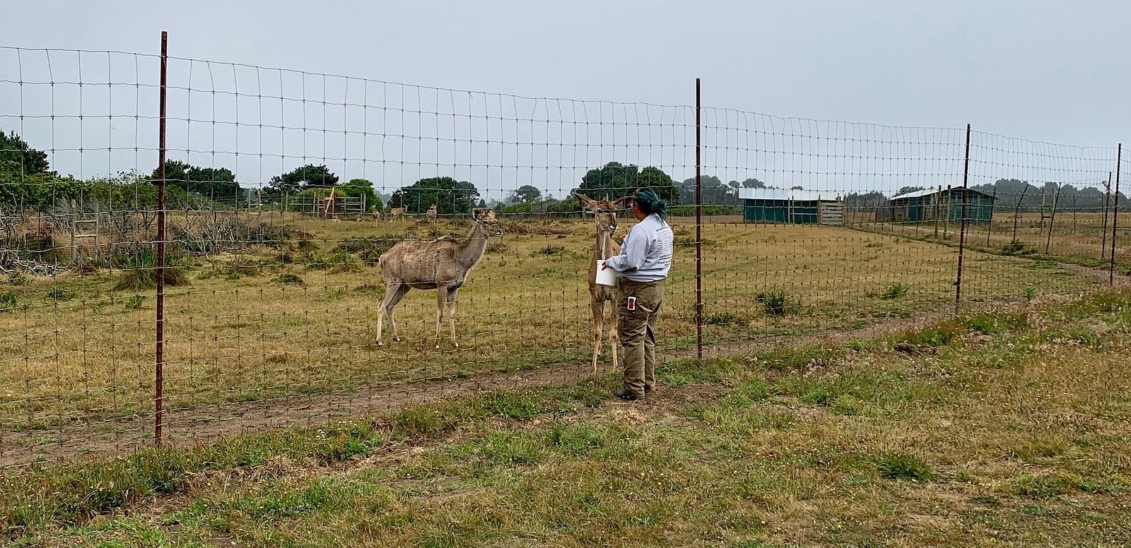A person stands near a wire fence, facing an animal in a grassy field under an overcast sky.