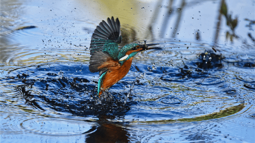 a kingfisher bird splashing the water