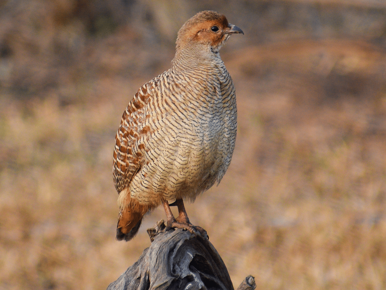 Picture of a Grey Francolin bird resting on a rock, captured in the day time