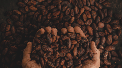 an aerial view of a person picking coffee beans in their palms.