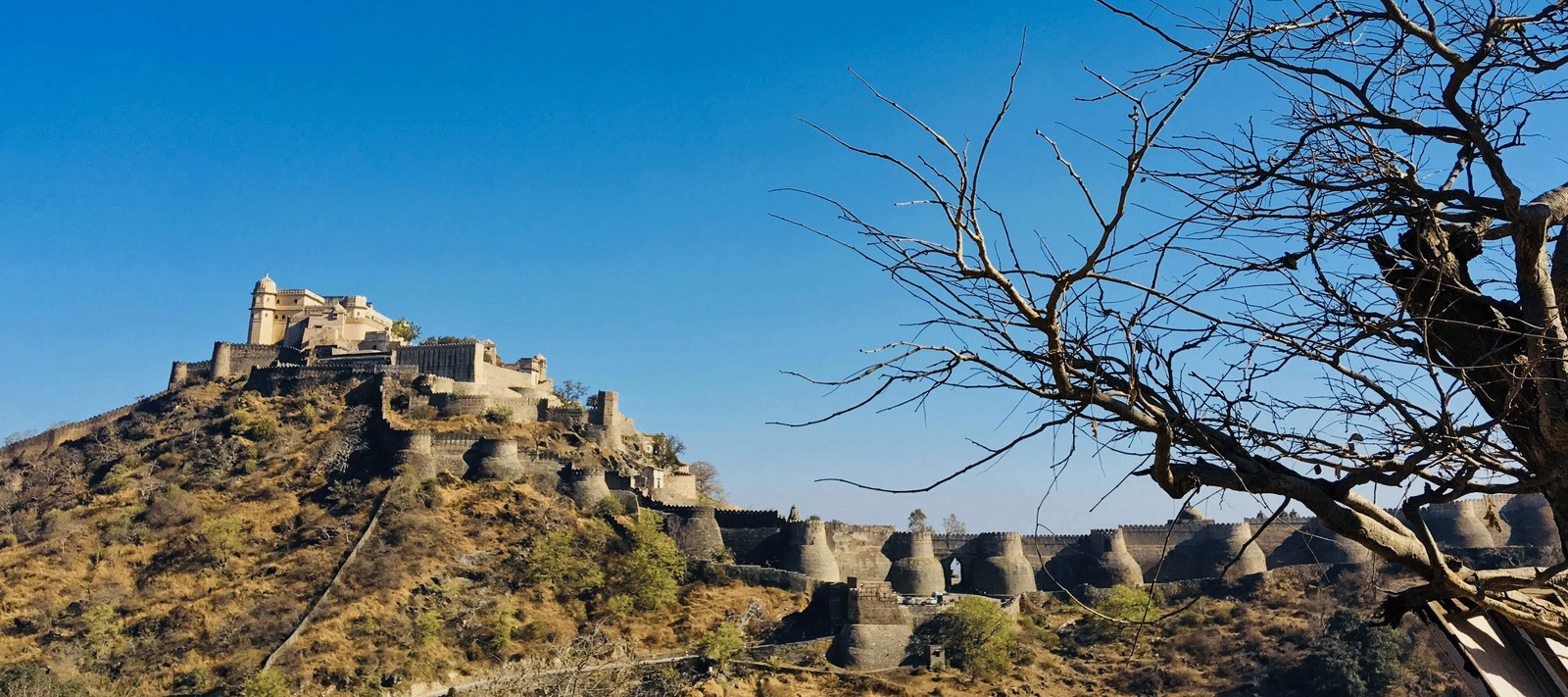 A panoramic shot of the historic Kumbhalgarh Fort sitting atop the Aravalli Hills in Rajasthan, framed by dry trees under a clear blue sky in the afternoon.