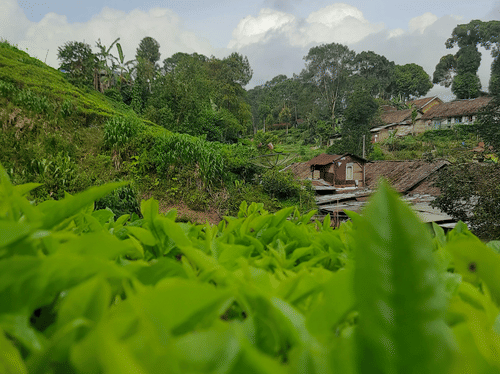 Close-up of vivid green tea leaves on a misty hillside plantation under a bright, cloudy sky.