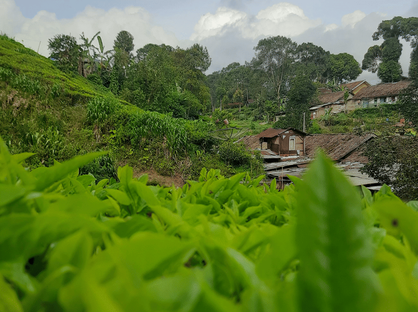 Close-up of vivid green tea leaves on a misty hillside plantation under a bright, cloudy sky.
