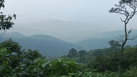 A forest with thick green layer of vegetation in the foreground with a misty sky covering the mountain ranges at a distance.