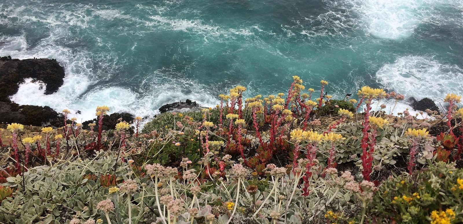 Vegetation with tall, slender stalks grows atop a rocky cliff overlooking turbulent water.