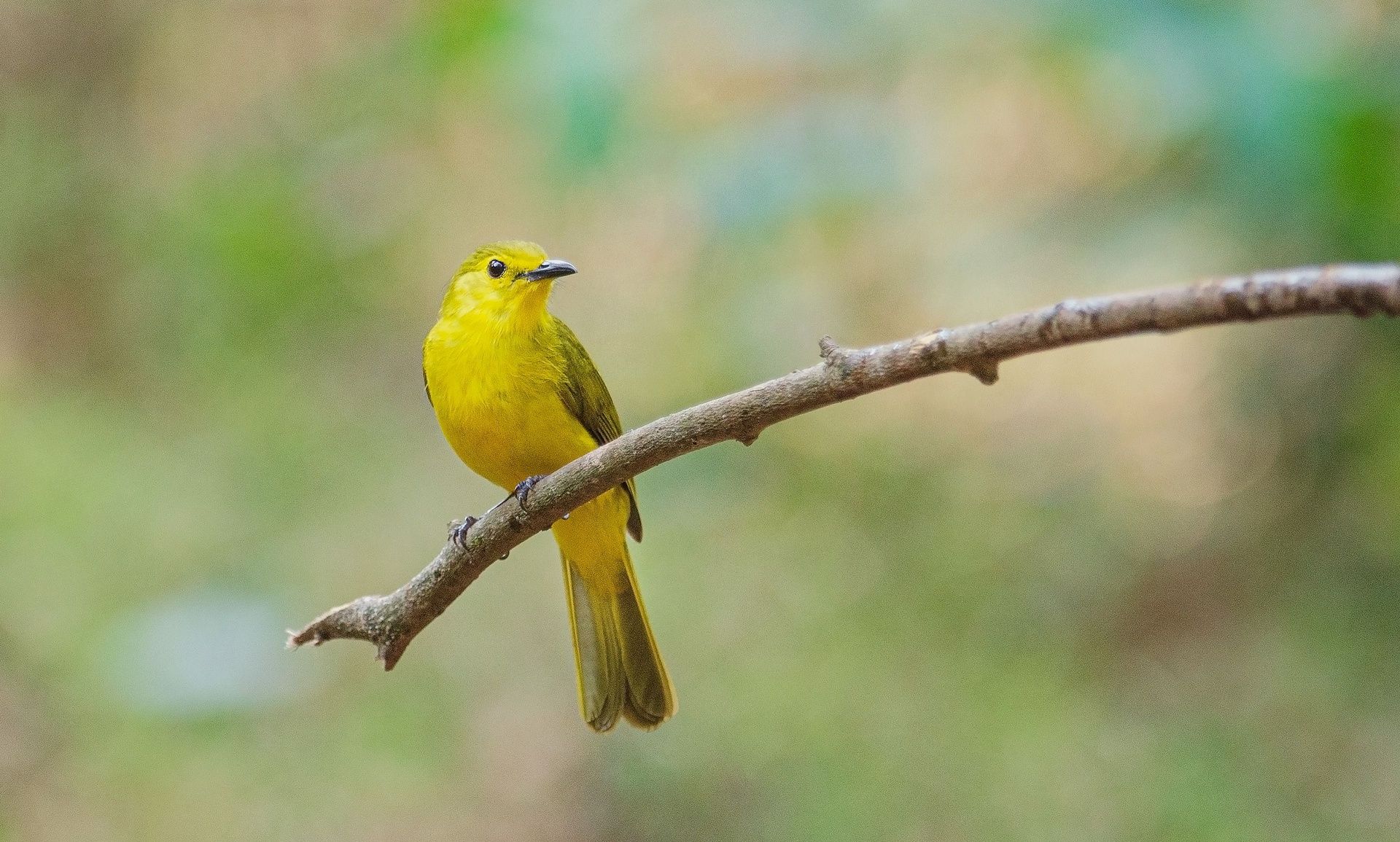 Yellow-browed-Bulbul