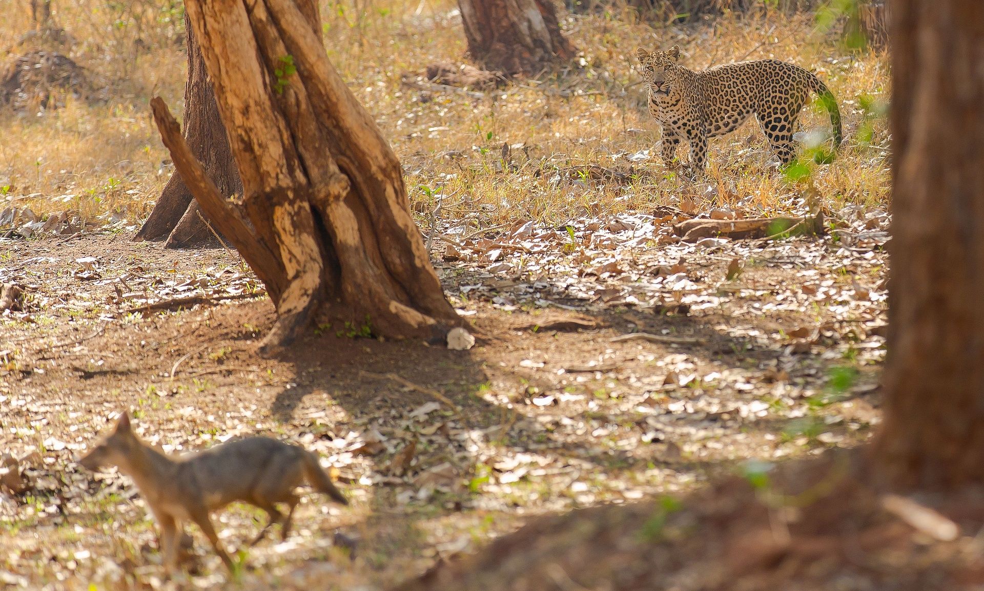 Leopard Jackal Nagarahole-7643