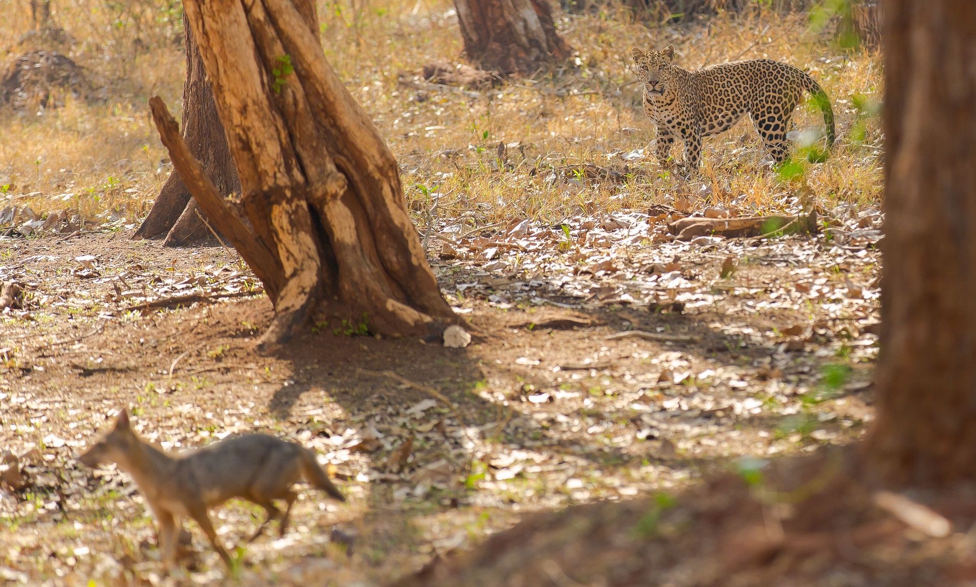 Leopard and jackal in a dry forest with trees.