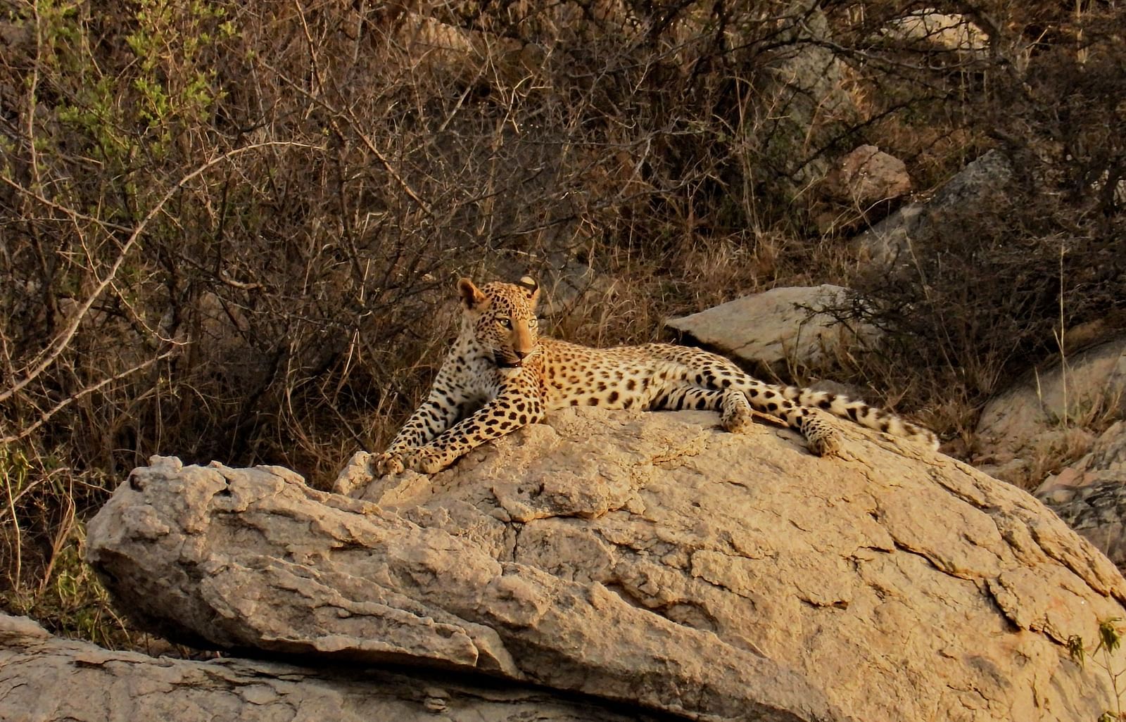 Leopard resting on a large rock, partially hidden among dry bushes.