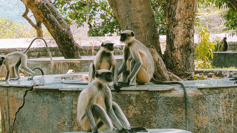 A group of gray langurs gather near a large tree, resting on stone benches and walls in an outdoor setting.