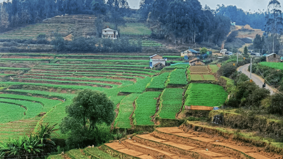 Terraced agricultural fields and green farmland in the Kodaikanal hills with trees and a cloudy sky in the background.