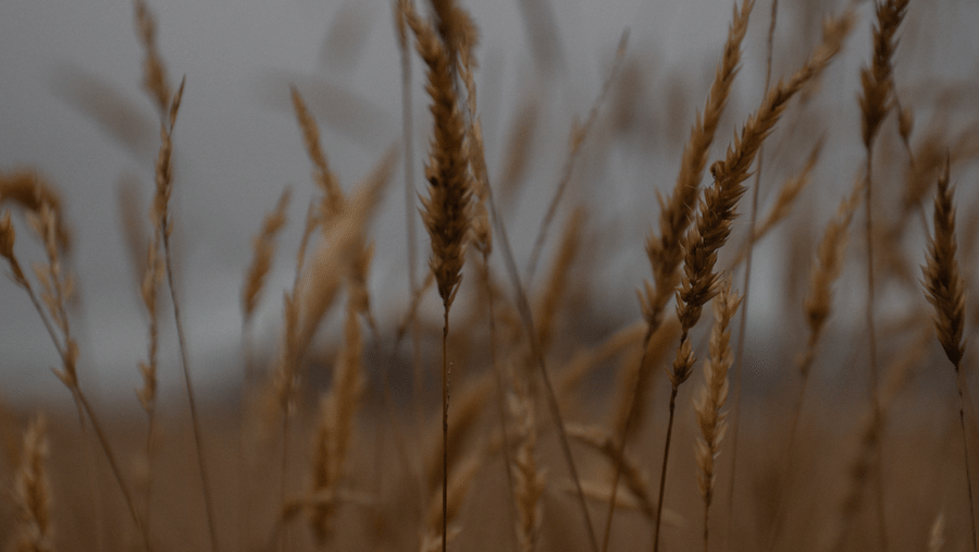 12-brewery-gulch-inn-coastal-meadow-grasses-in-morning-fog