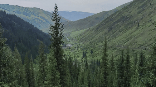 A landscape with tall pine trees in the foreground, a sloping hill, and distant mountains under a cloudy sky.