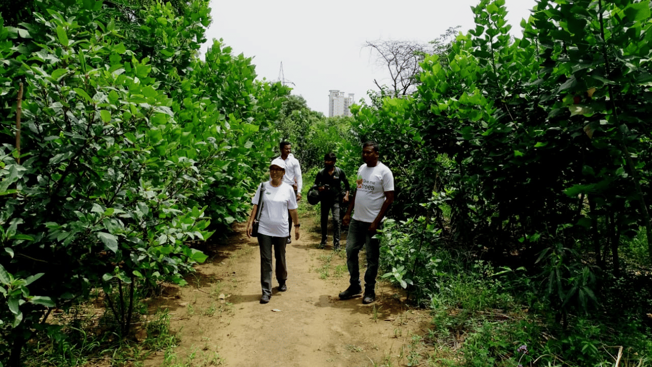 devakad-forest-walkway