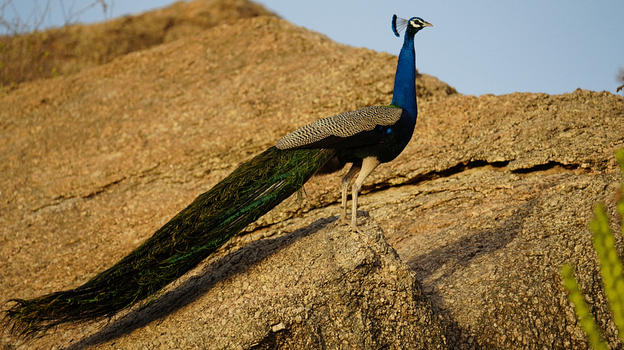 A peacock standing on a rock near some plants