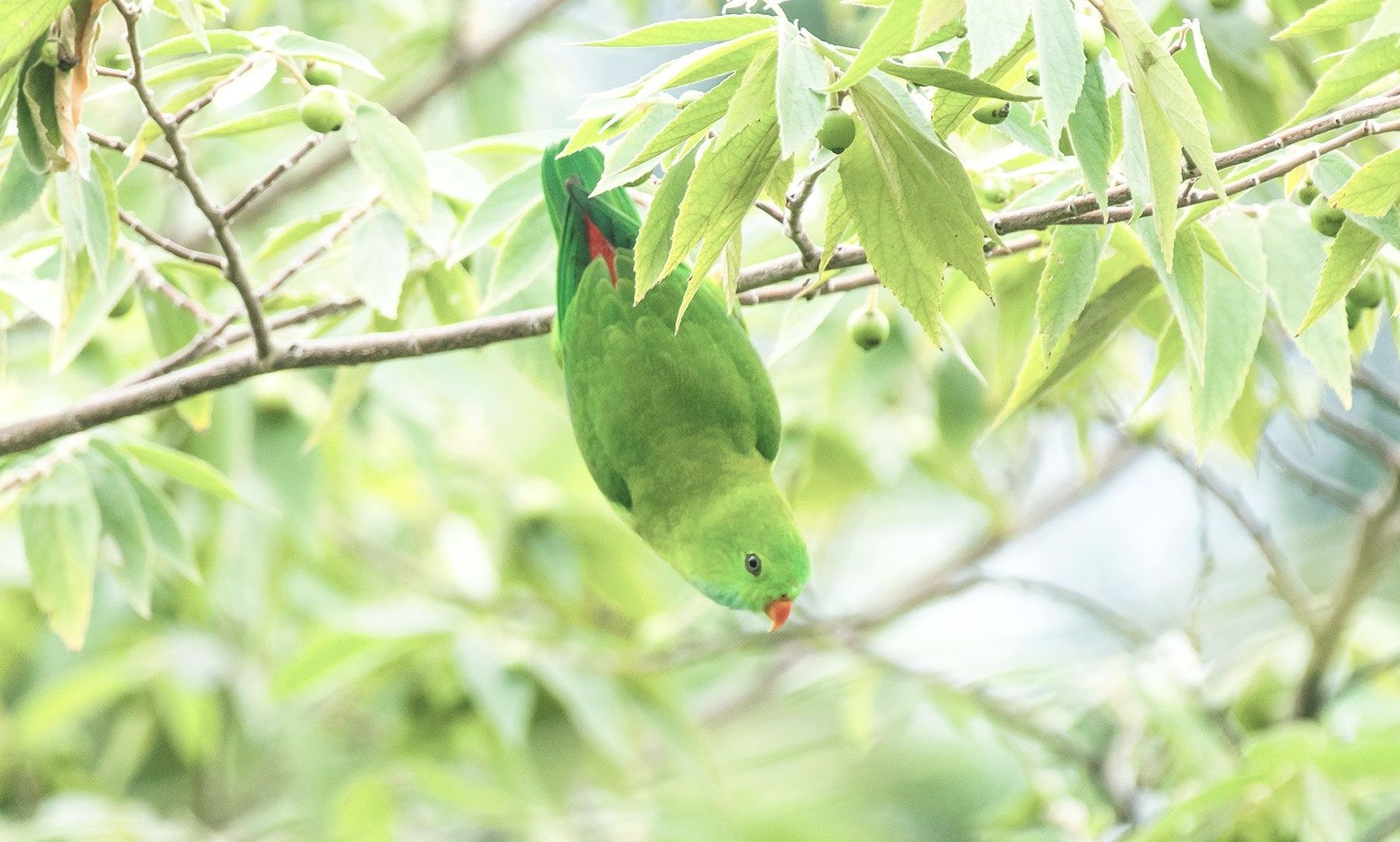 Vernal hanging parrot hanging upside down from a branch.