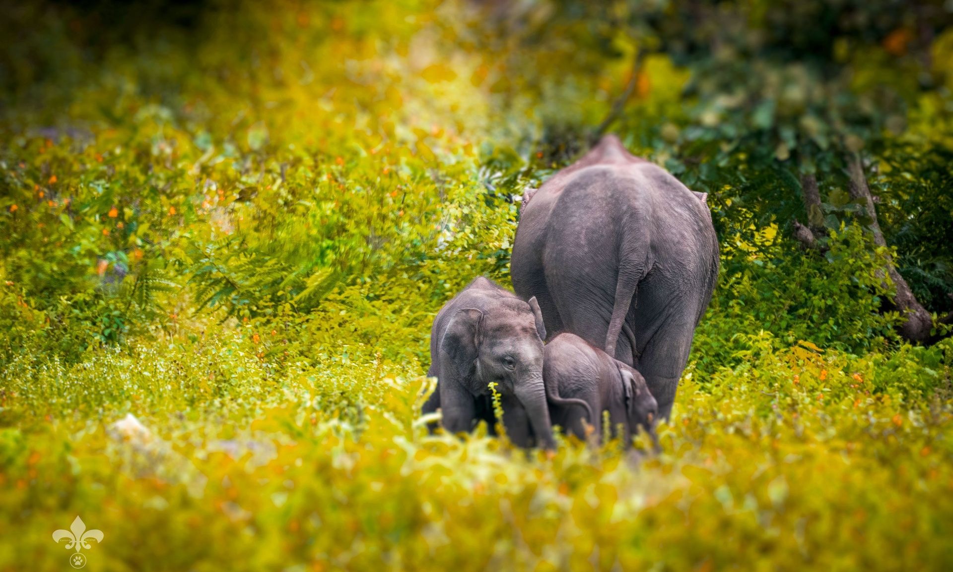 Elephant family with two calves in lush green foliage.