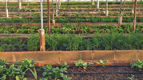 An organized greenhouse with rows of healthy, verdant plants, highlighting sustainable agriculture practices.