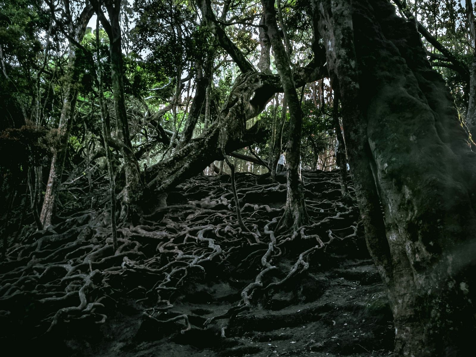 An image of trees near Guna Cave