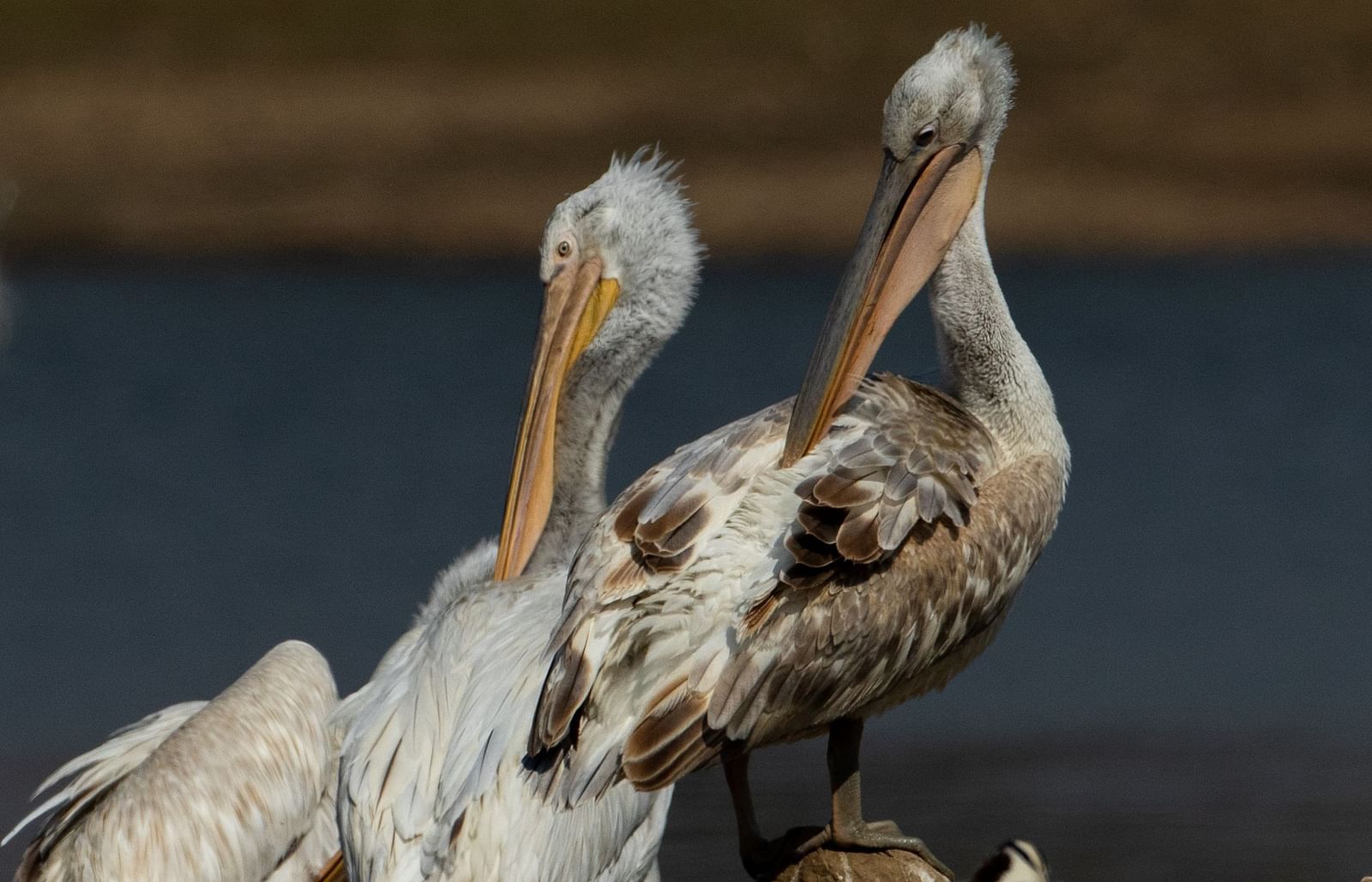 A couple of Great White Pelicans resting by a river - Utsav Camp