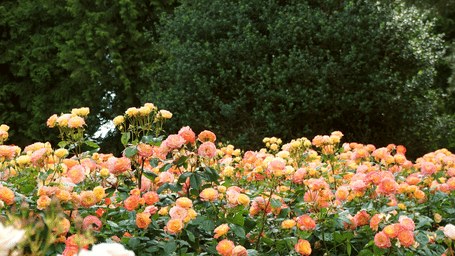 Garden filled with blooming flowers surrounded by greenery in a calm outdoor setting.