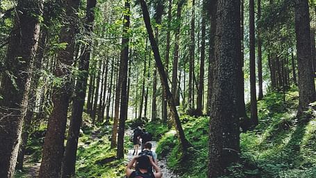 A group of people hiking through a dense forest with tall towerings trees on both sides of the trail.