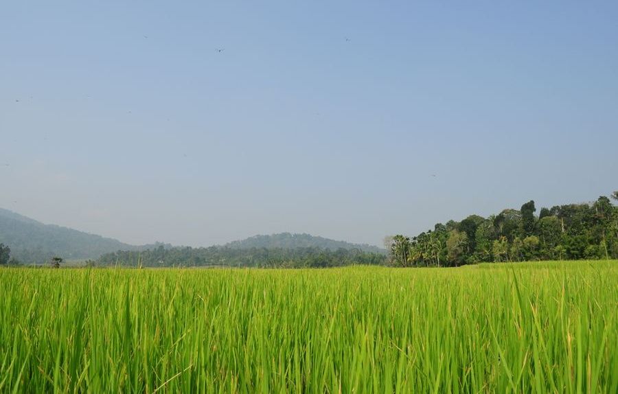 Lush green Kodagu rice field with distant mountains.