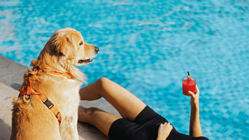 Golden retriever relaxing beside a swimming pool while a guest enjoys a refreshing red drink by the poolside.