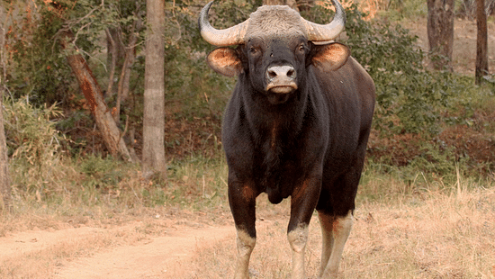 Satpura - Gaur